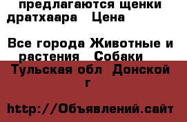 предлагаются щенки дратхаара › Цена ­ 20 000 - Все города Животные и растения » Собаки   . Тульская обл.,Донской г.